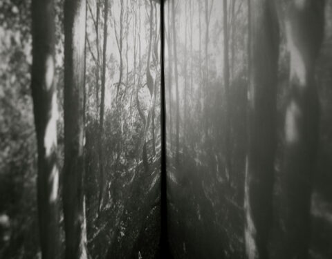 이승연 〈The Frozen Forest〉