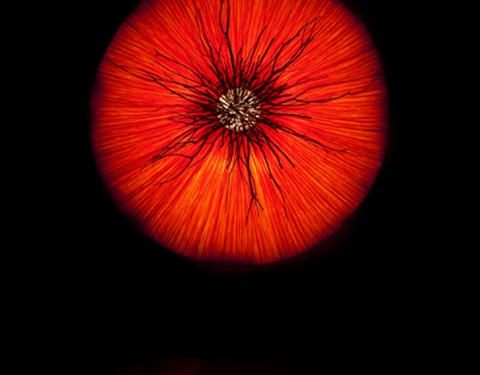 인송자 〈조용한 실험〉