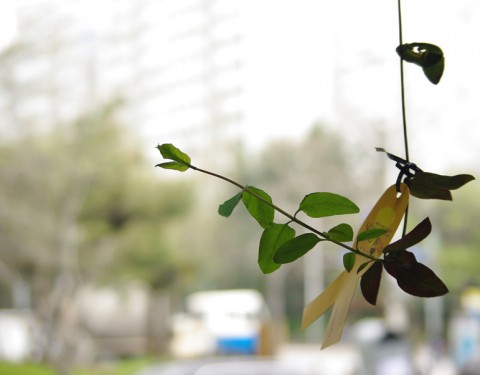 416 〈Yello Wing〉