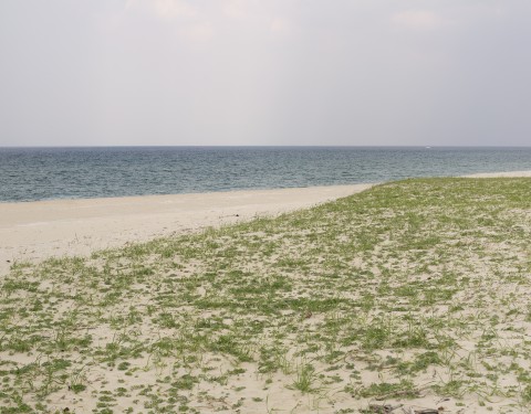 김영경 〈사로스 SAROS〉